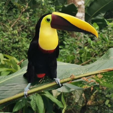 Villa Tucan La Fortuna Buitenkant foto