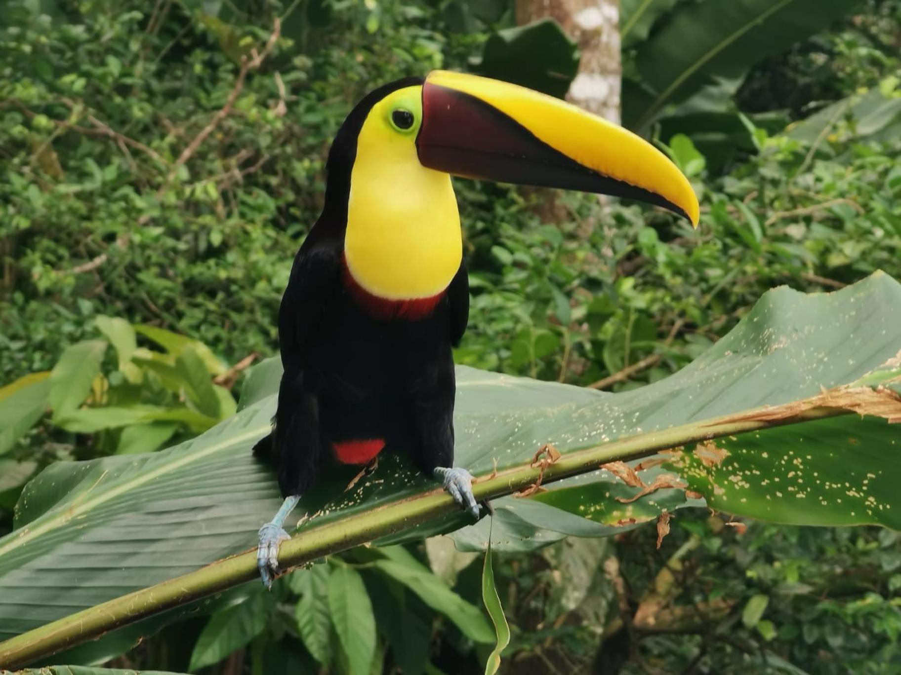 Villa Tucan La Fortuna Buitenkant foto