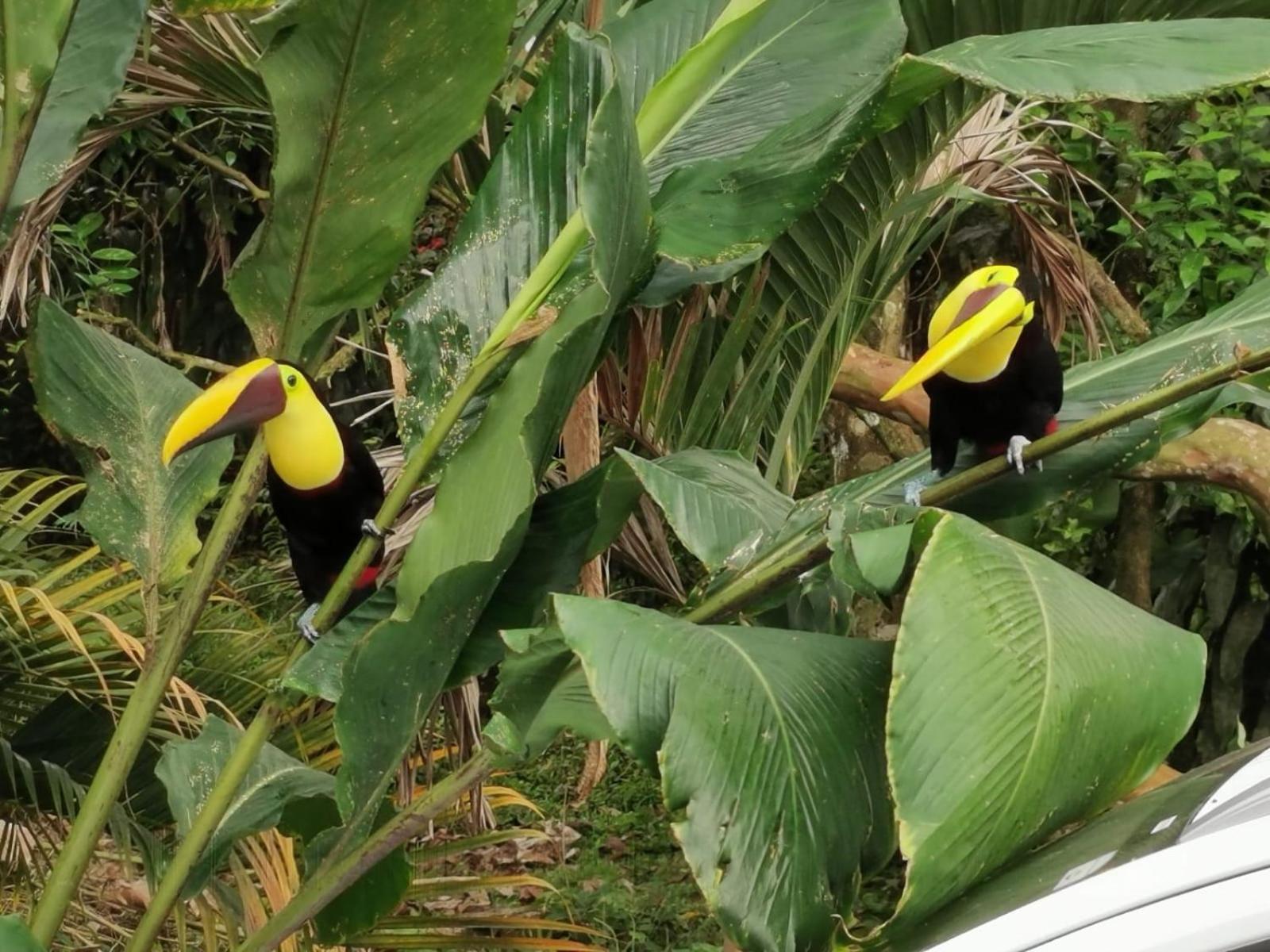 Villa Tucan La Fortuna Buitenkant foto