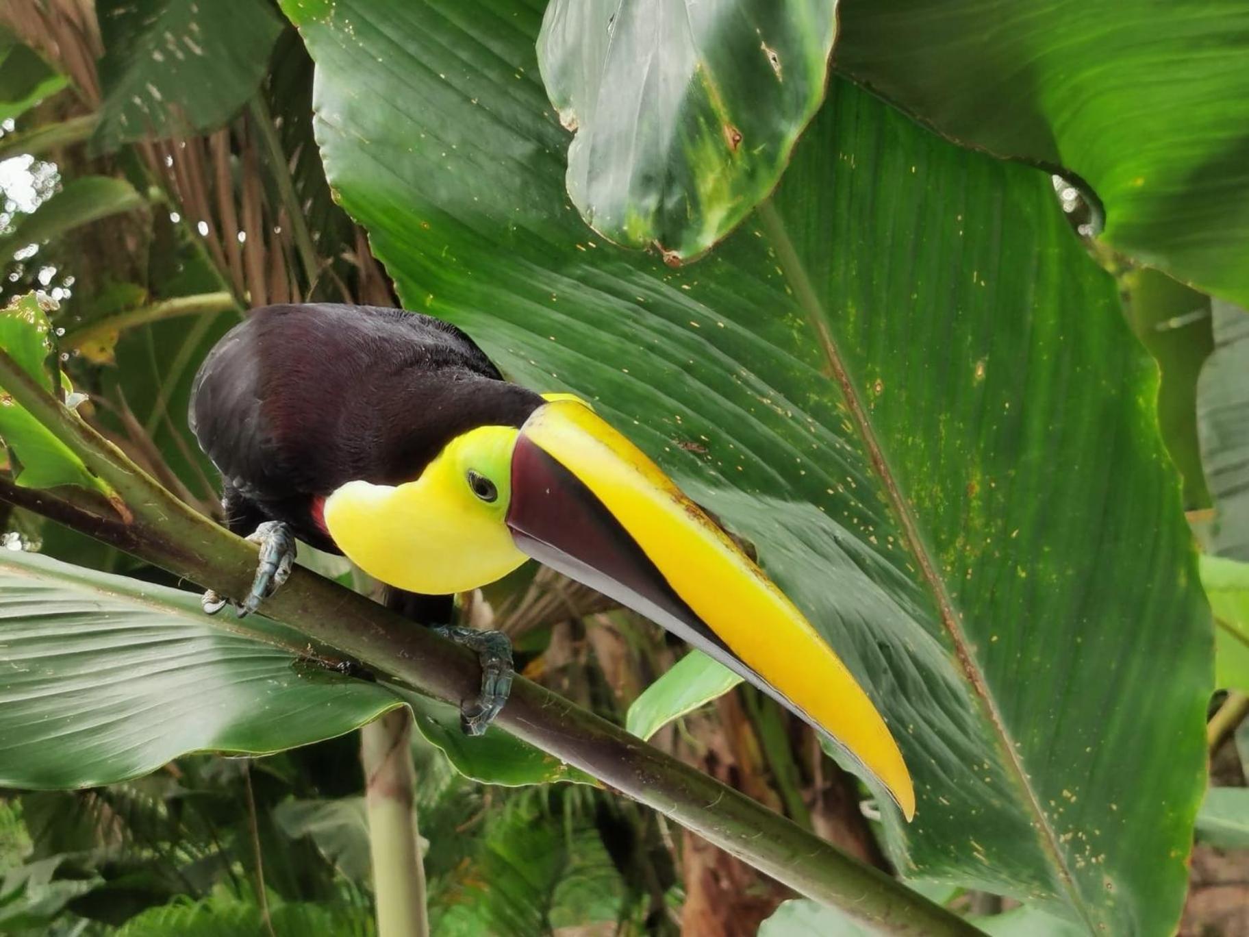 Villa Tucan La Fortuna Buitenkant foto