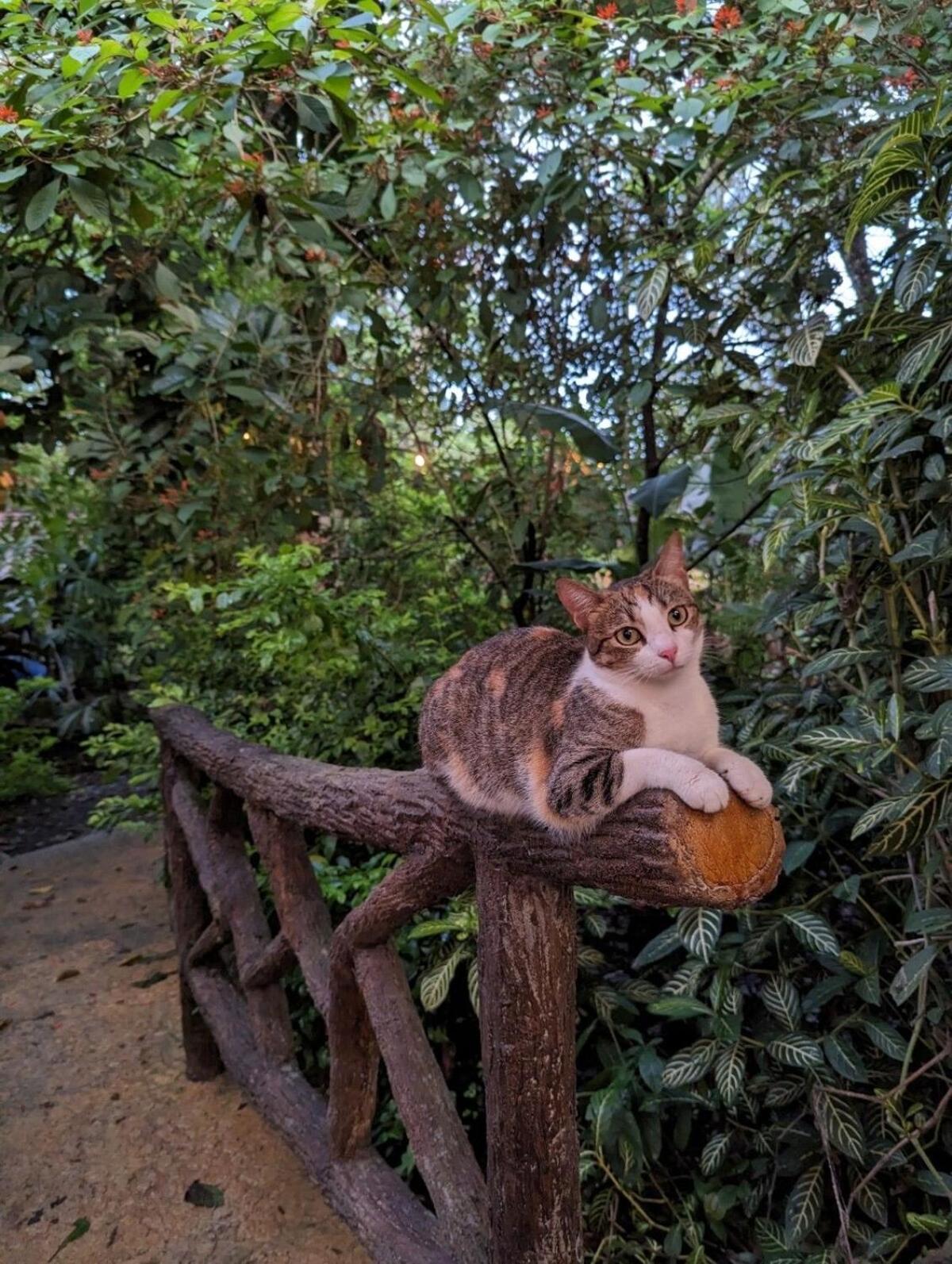 Villa Tucan La Fortuna Buitenkant foto