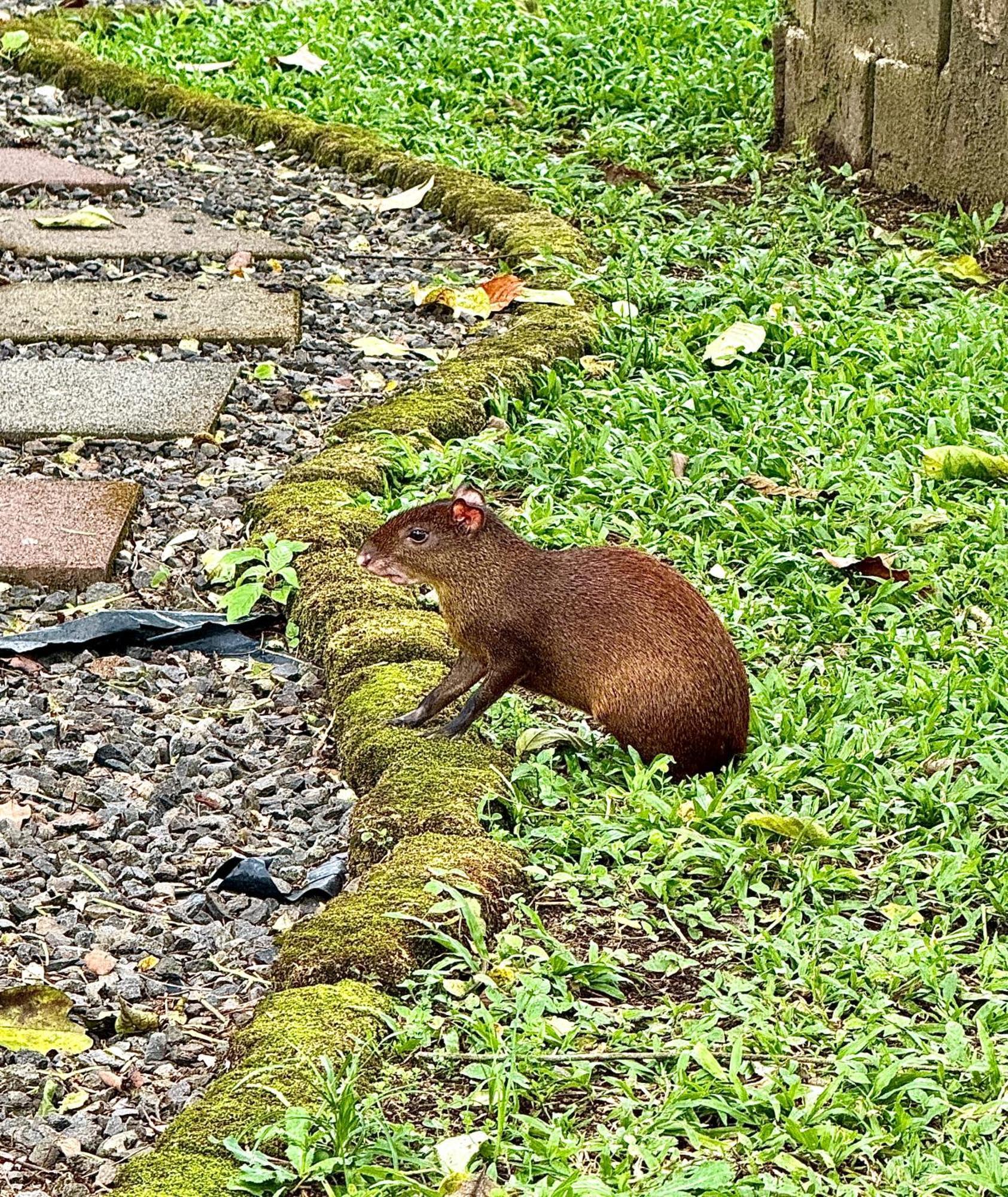 Villa Tucan La Fortuna Buitenkant foto